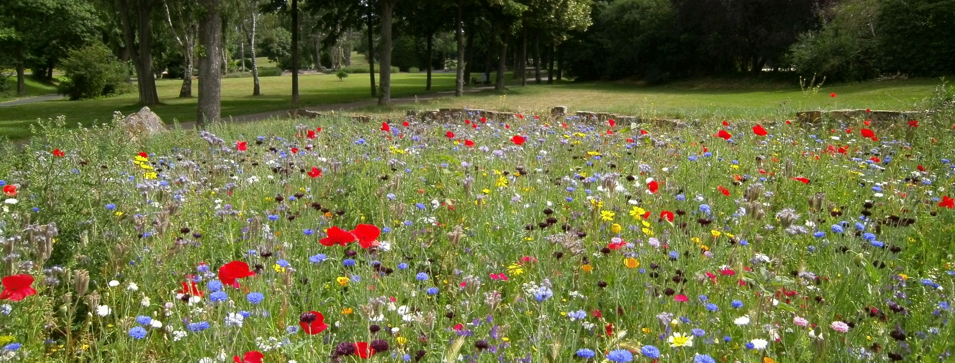 Meadow transitioning into woods in the summer