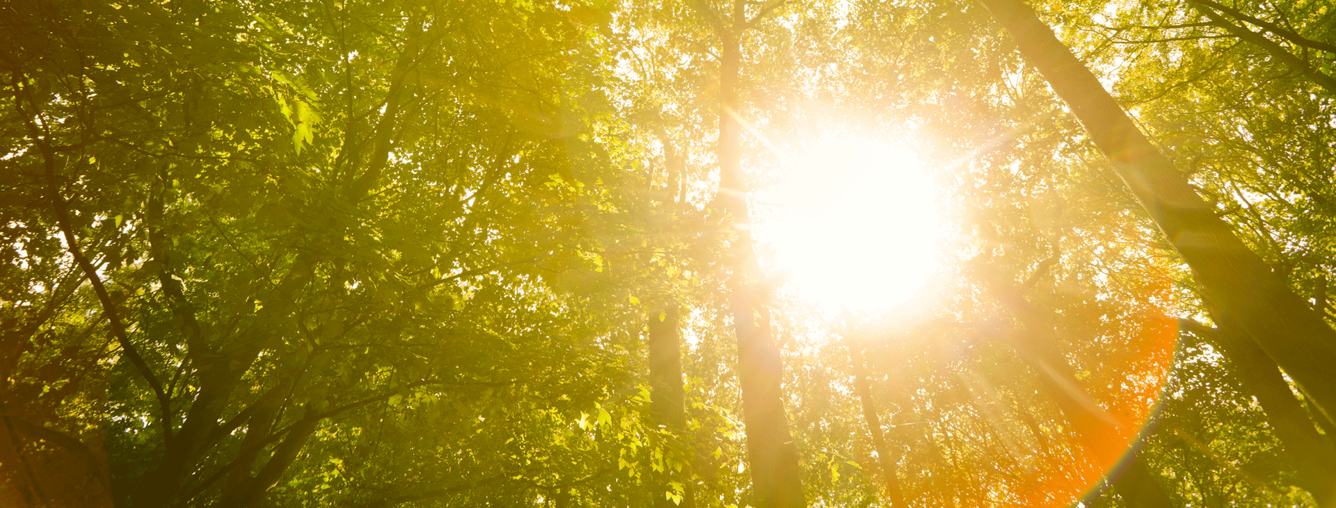 Sunlight peering through trees